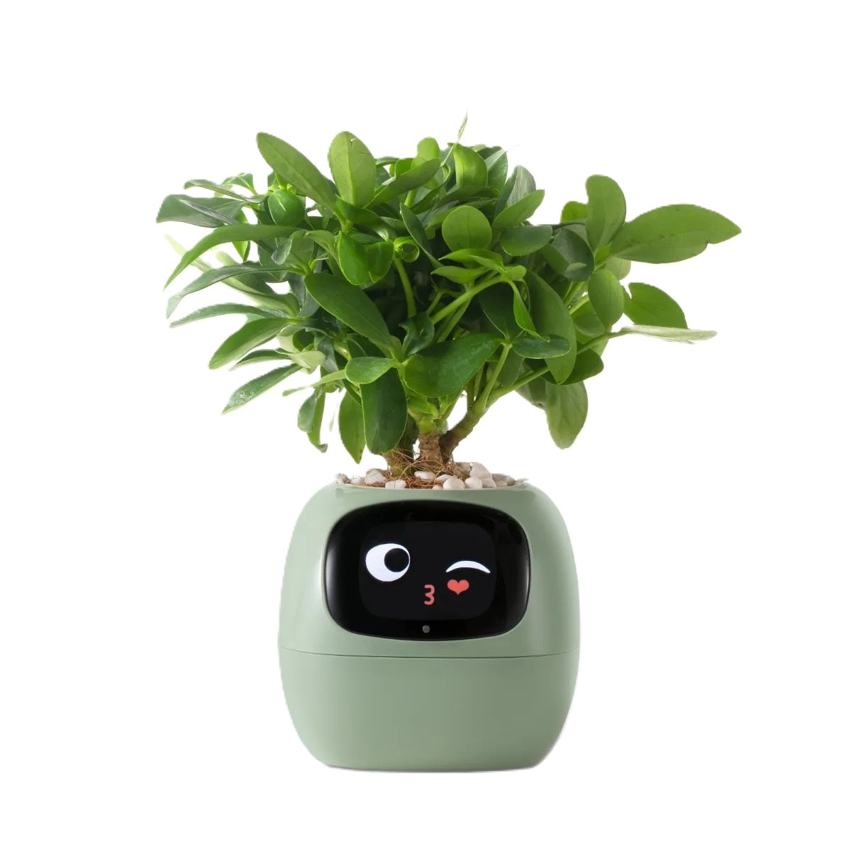 Smart Pot